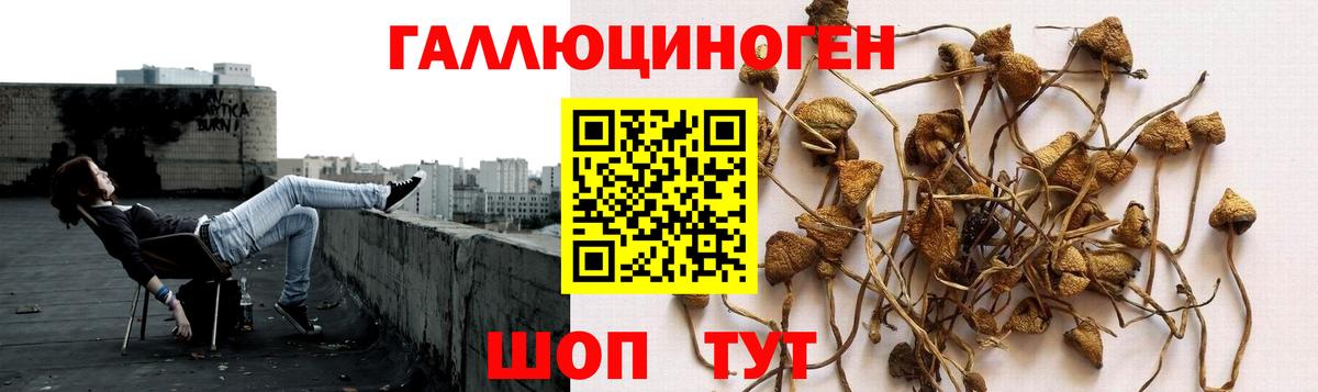 Кировск  Псилоцибиновые грибы мицелий  Вход с VPN  Галлюциногенные грибы Psilocybe 